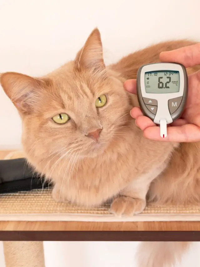 Diabetes Felina: A Saúde do Seu Gato em Jogo – Como a Diabetes Pode Afetar os Felinos