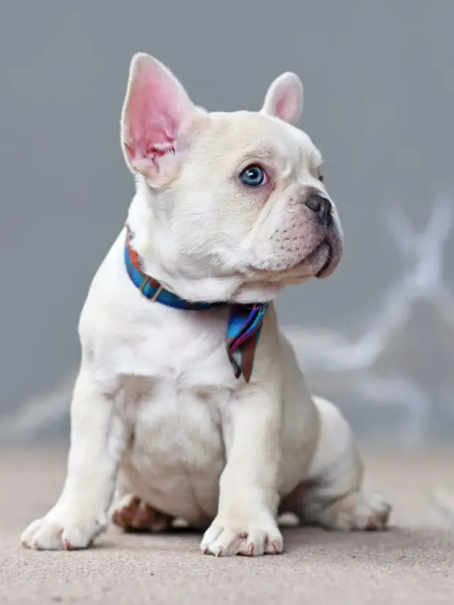 10 Sinais Que Indicam Que Seu Cachorro É de Raça