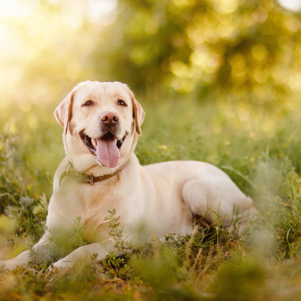 raças de cachorros mais inteligentes 07