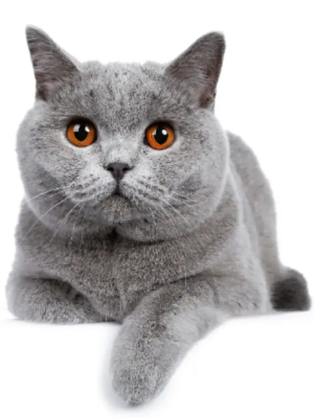 Sintomas de Alergia em Gatos