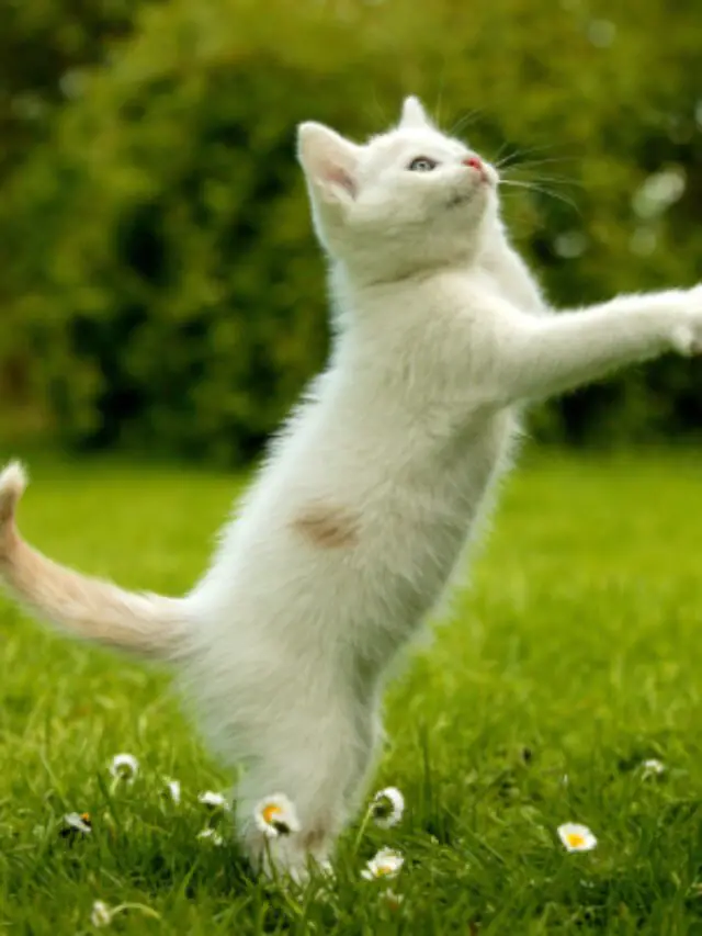 Grama para Gatos – Benefícios e Como Cultivar em Casa