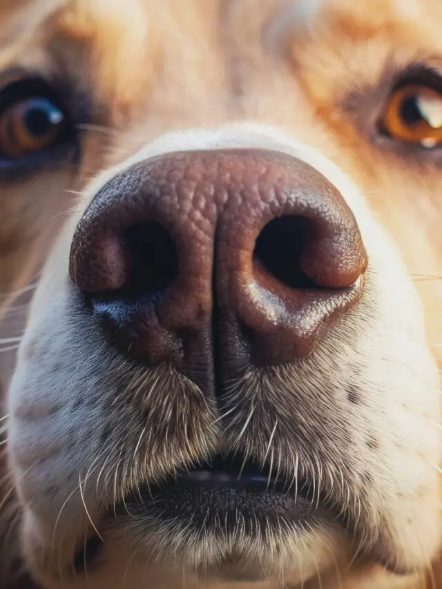 Os 10 Cachorros com o Melhor Olfato: Conheça as Raças Mais Impressionantes