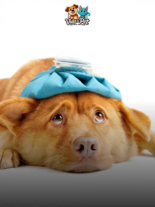 Cachorro Pode Tomar Xarope de Humano? O Que Você Precisa Saber